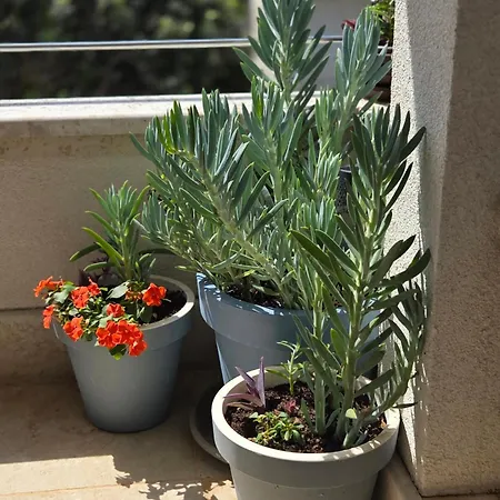 דירה Alma